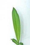 subulate-leaf-shape