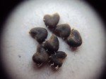 seed