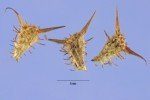 seed