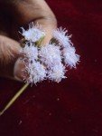 flower flower