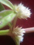 flower flower