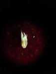 seed seed