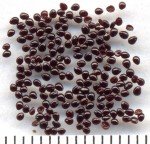 seed seed