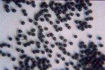 seed