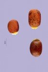 seed seed