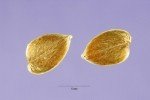 seed seed