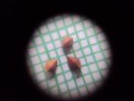 seed seed