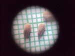 seed