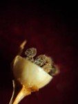 scarlet-pimernel scarlet-pimernel