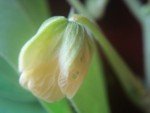 sickle-sena-foetid-cassia2 sickle-sena-foetid-cassia2