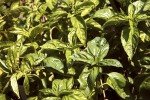 common-sweet-basil-2 common-sweet-basil-2