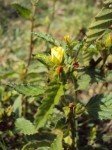 common-wireweed-2 common-wireweed-2