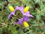 prickly-brinjal-yellow-barried-night-shade2 prickly-brinjal-yellow-barried-night-shade2