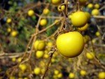 prickly-brinjal-yellow-barried-night-shade3 prickly-brinjal-yellow-barried-night-shade3