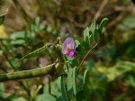 wild-indigo-s wild-indigo-s