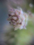 burweed-common-cockle-bur-2 burweed-common-cockle-bur-2