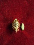 burweed-common-cockle-bur-3 burweed-common-cockle-bur-3