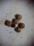 creeping-chaffed-weed-2 creeping-chaffed-weed-2