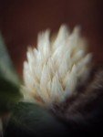 creeping-chaffed-weed-3 creeping-chaffed-weed-3