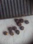 celandine-spider-frower-3 celandine-spider-frower-3