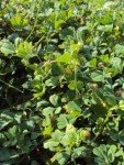 bur-clover-2 bur-clover-2