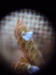 comb-rungia-2 comb-rungia-2