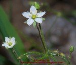 corn-spurrey-3 corn-spurrey-3