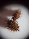 burr-brush-2 burr-brush-2