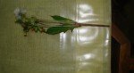 oldbag-weed-thickhead-1 oldbag-weed-thickhead-1