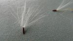 oldbag-weed-thickhead-2 oldbag-weed-thickhead-2