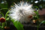 oldbag-weed-thickhead-3 oldbag-weed-thickhead-3