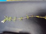 dwarf-ambuliaambulis-asian-marshweed2