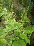 stone-root-richweed-1 stone-root-richweed-1