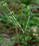 prickly-leaved-elephants-foot-2 prickly-leaved-elephants-foot-2