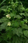 grape-leaved-mallow-tropical-fanleaf-2 grape-leaved-mallow-tropical-fanleaf-2