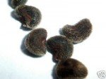 grape-leaved-mallow-tropical-fanleaf-3 grape-leaved-mallow-tropical-fanleaf-3