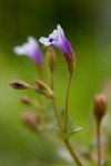 malaysian-false-pimpernel-2