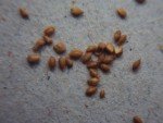 laung-weeds-1