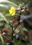 laung-weeds-2