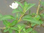 pani-laung-weeds-1 pani-laung-weeds-1
