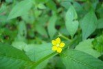pani-laung-weeds-3 pani-laung-weeds-3