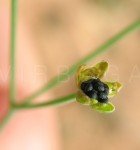 naked-stem-carpetweed-1 naked-stem-carpetweed-1