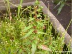 naked-stem-carpetweed-2