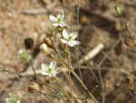 naked-stem-carpetweed-3