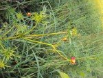 atylosia-scarabaeoides-l-thouars-2