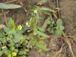 oldenlandia-nudicaulis-roth oldenlandia-nudicaulis-roth