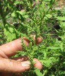 maxican-tree-west-indian-goosefoot-2 maxican-tree-west-indian-goosefoot-2