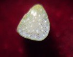 umbrella-sedge-3