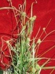 umbrella-sedge-4