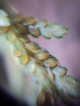 rice-field-flat-sedge-2